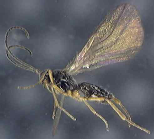 Braconidae 2